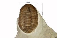 Asaphus expansus gracilis
